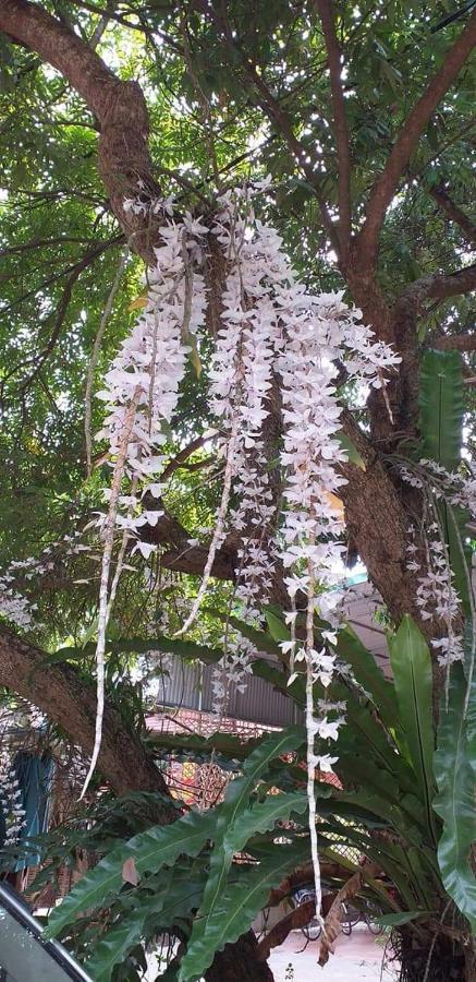 Linh Soi Homestay Майтяу Екстер'єр фото